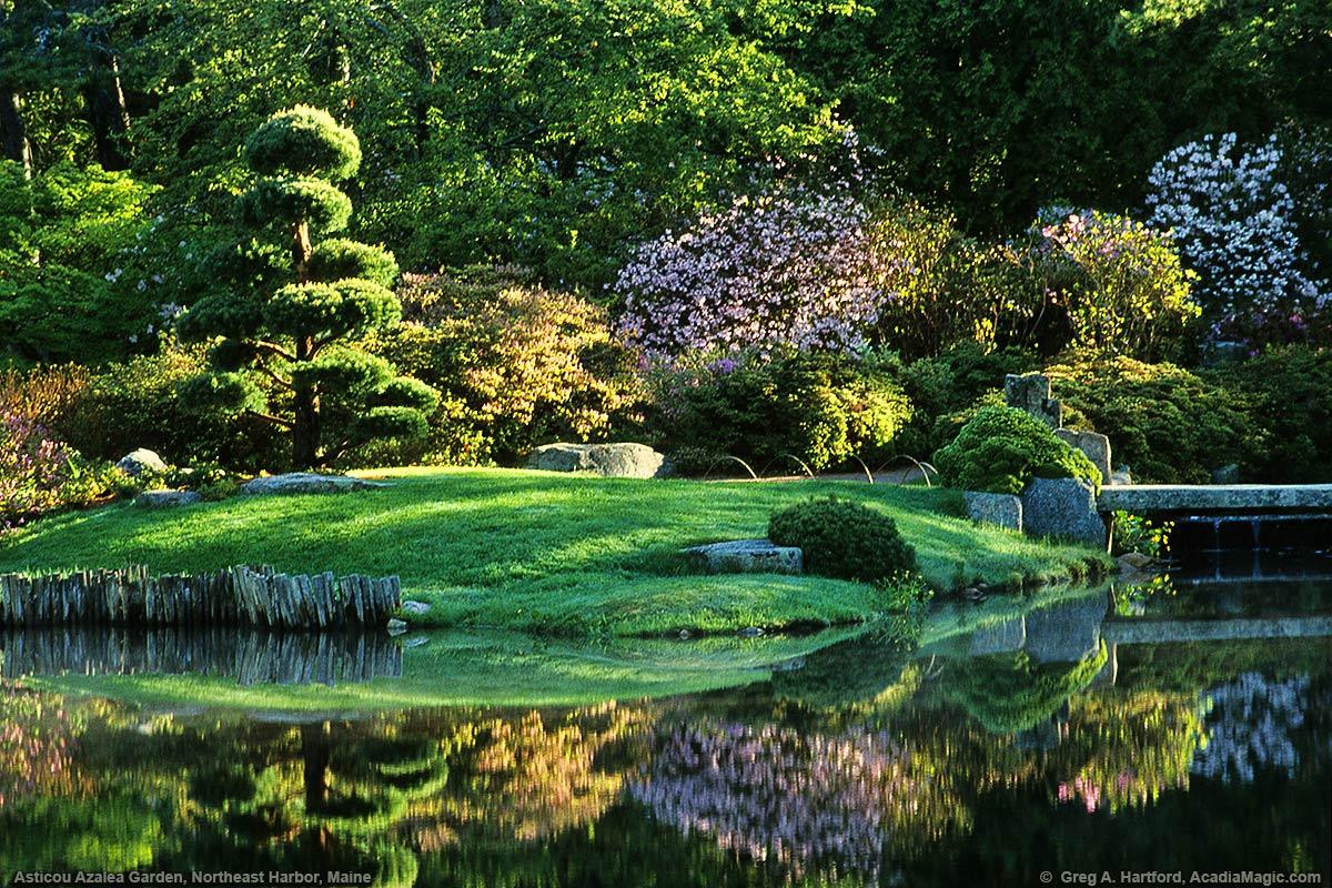 Asticou Azalea Garden on Mount Desert Island