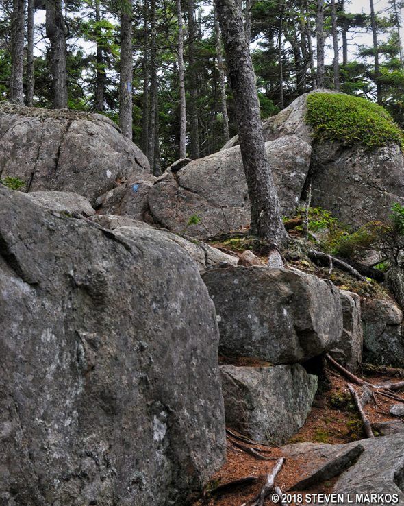 Scenery along Anvil Trail in Acadia National Park