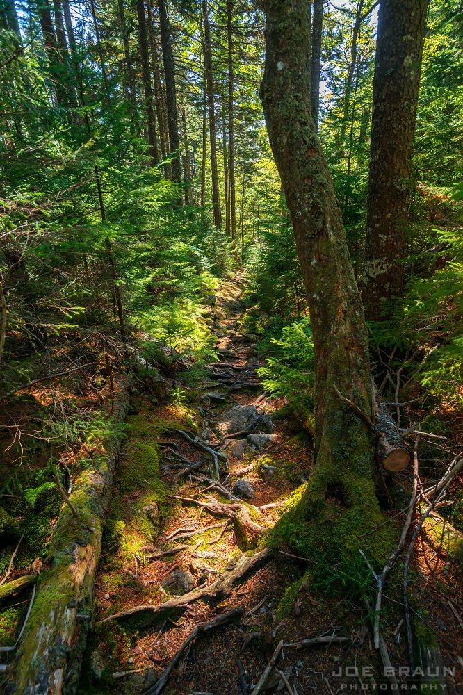 Scenery along Bernard Mountain Loop in Acadia National Park