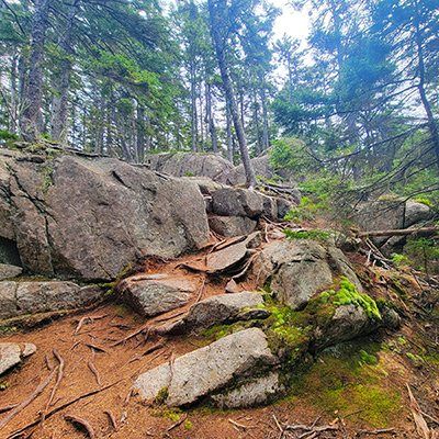Scenery along Buck Cove Mountain Trail in Acadia National Park