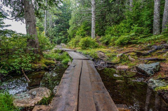Scenery along Cold Brook Trail in Acadia National Park