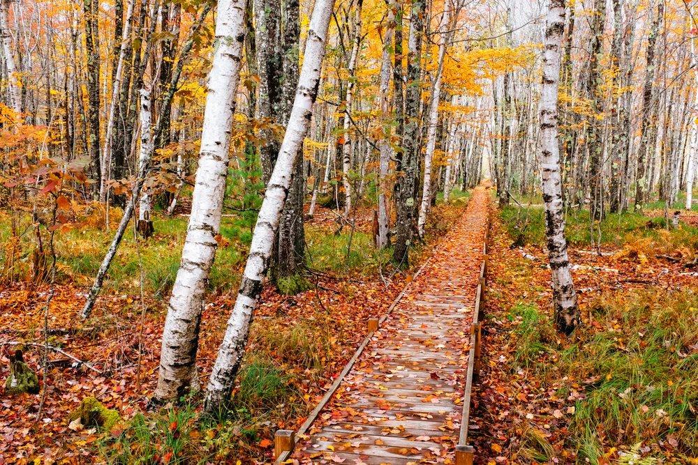 Boardwalk on Jesup Path through birch and hemlock forest