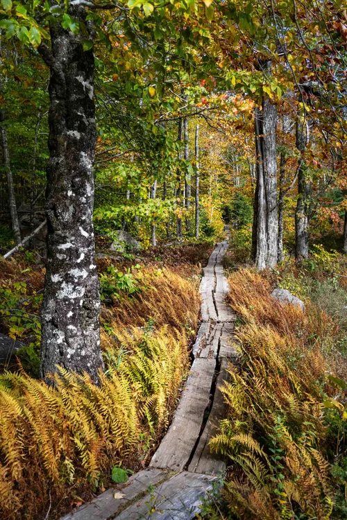 Scenery along Kane Path in Acadia National Park