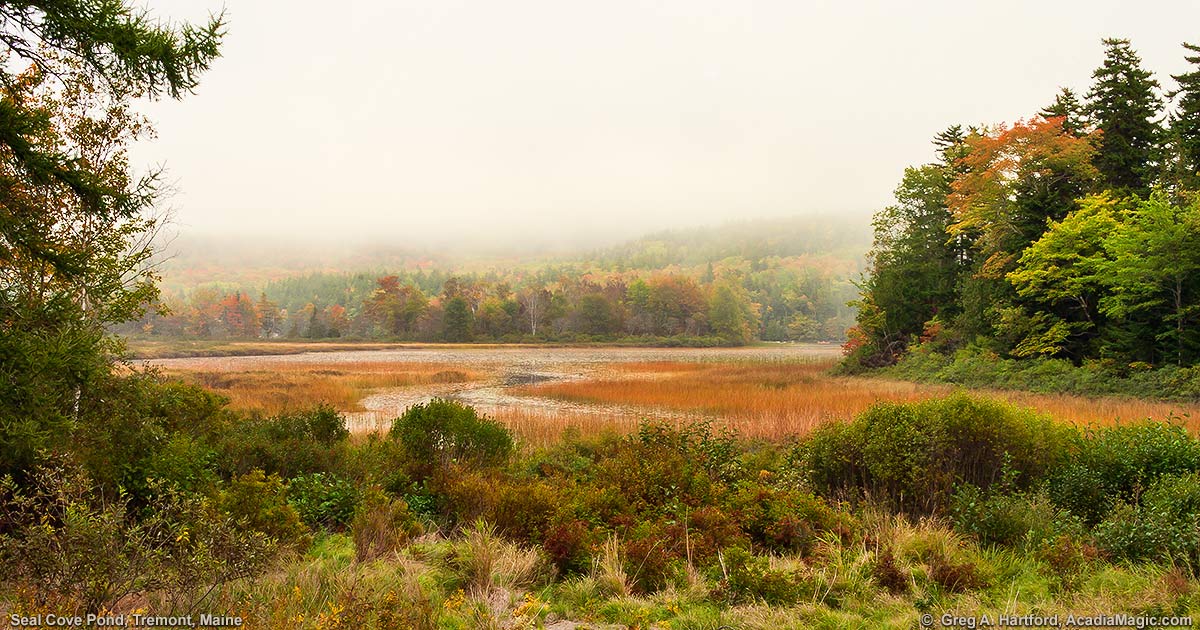 Seal Cove Pond near Bass Harbor, Maine